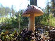 Щербатівка з panoramio.com