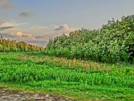 Олександро-Степанівка з panoramio.com