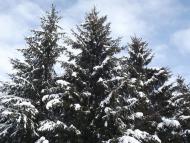 Шкарівка з panoramio.com