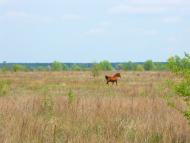 Дешки з panoramio.com