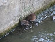 Вочківці з panoramio.com