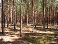 Черкаські Тишки з panoramio.com