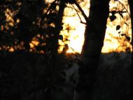 Чайки з panoramio.com