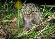 Степанівка з panoramio.com