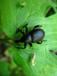 Опитне з panoramio.com