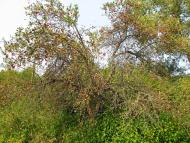 Серединки з panoramio.com