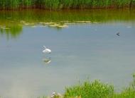 Конькове з panoramio.com