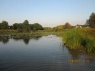 Чайки з panoramio.com