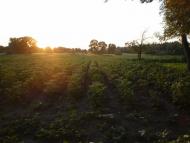 Лихачів з panoramio.com