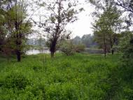 Біла з panoramio.com