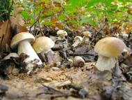 Вістова з panoramio.com