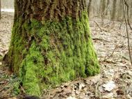 Ліски з panoramio.com