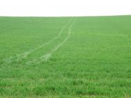 Грушівка з panoramio.com