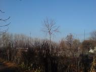 Гірник з panoramio.com