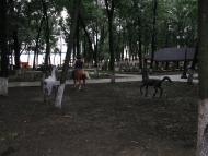 Старі Терни з panoramio.com