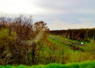 Піщана з panoramio.com