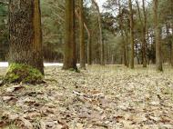 Ліски з panoramio.com