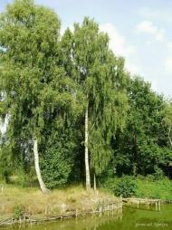 Ліски з panoramio.com