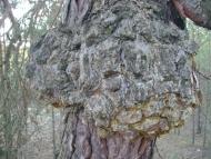 Лісове - Останні фото