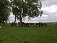 Литвиновичі з panoramio.com