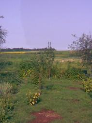 Малинівка з panoramio.com