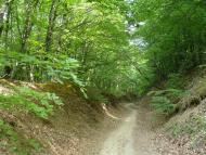 Лісне з panoramio.com