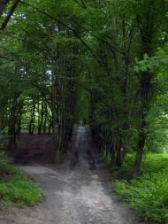 Гуща з panoramio.com