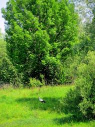 Дубровиця з panoramio.com