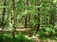 Крать з panoramio.com