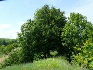 Шпиківка з panoramio.com