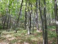 Велика Рибиця з panoramio.com