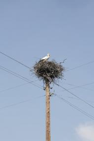 Остап'є з panoramio.com