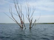 Ліс з panoramio.com