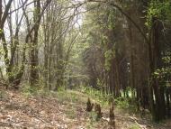 Безіменне з panoramio.com