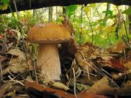 Яворівка з panoramio.com