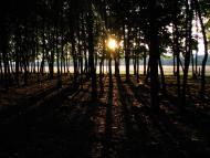 Чайки з panoramio.com