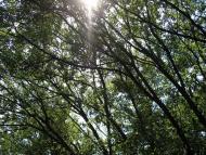 Скрипчин з panoramio.com