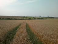 Ковиничі з panoramio.com