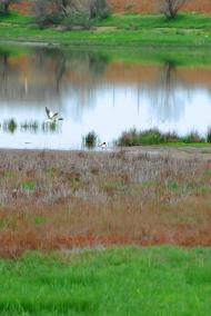 Нова Вільшанка з panoramio.com