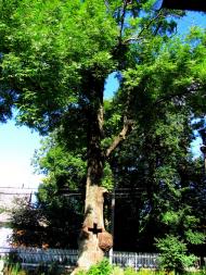 Степань з panoramio.com