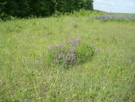 Мала Стружка з panoramio.com