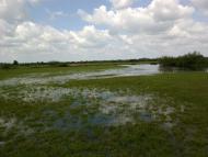 Бузаки з panoramio.com