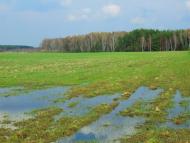 Вербка з panoramio.com