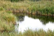 Шандриголове з panoramio.com