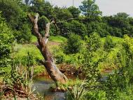 Булавинське з panoramio.com