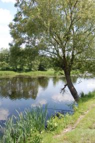 Чайки з panoramio.com