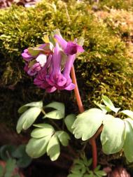 Соломія з panoramio.com