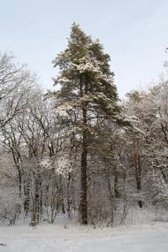 Наталине з panoramio.com