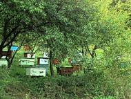 Грушківка з panoramio.com