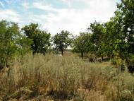 Червоне з panoramio.com